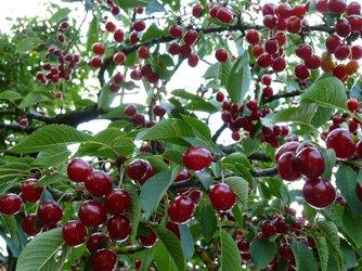 Cherry mọc dại ở nước ngoài nhưng lại đắt đỏ tại Việt Nam
