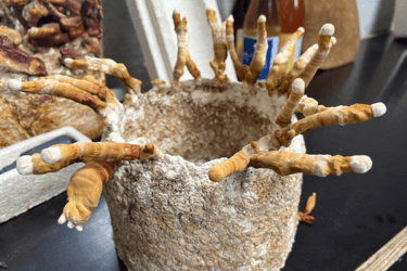 SỬ DỤNG NẤM BIẾN CHẤT THẢI HỮU CƠ THÀNH BAO BÌ TỰ PHÂN HỦY