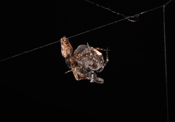 Ký thuật trốn thoát thần sầu giúp nhện đực Philoponella prominens không bị nhện cái ăn thịt sau khi giao phối