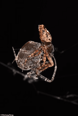 Ký thuật trốn thoát thần sầu giúp nhện đực Philoponella prominens không bị nhện cái ăn thịt sau khi giao phối