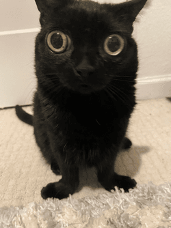 Jinx, cô mèo đen mắt trố siêu đáng yêu trở thành Thị trưởng của Hell trong một ngày duy nhất