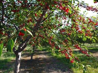 Cherry mọc dại ở nước ngoài nhưng lại đắt đỏ tại Việt Nam