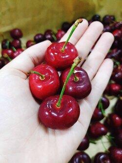 Cherry mọc dại ở nước ngoài nhưng lại đắt đỏ tại Việt Nam