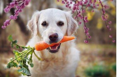 Cho chó cưng của bạn ăn thuần chay liệu có tốt, khi xu hướng ăn uống dựa trên thực vật đang phát triển?