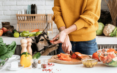 Cho chó cưng của bạn ăn thuần chay liệu có tốt, khi xu hướng ăn uống dựa trên thực vật đang phát triển?