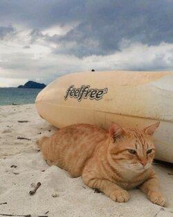 Tận hưởng mùa hè ở “đảo mèo” ngay gần Phuket, Thái Lan