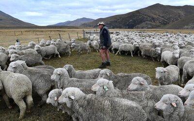 New Zealand sắp trở thành quốc gia đầu tiên đánh thuế việc “xì hơi” của bò, cừu