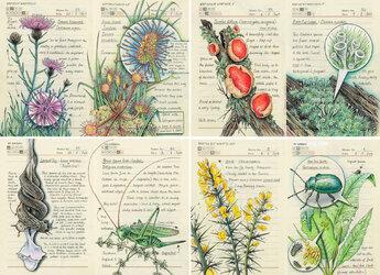 Những hình vẽ tái hiện hệ động thực vật đa dạng của Jo Brown