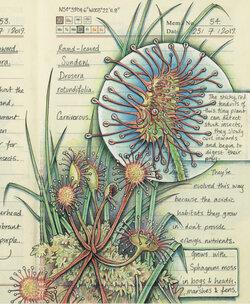 Những hình vẽ tái hiện hệ động thực vật đa dạng của Jo Brown