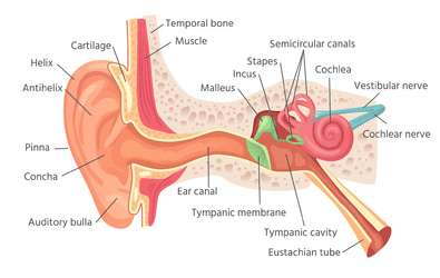 Cách hoạt động của đôi tai, cách chúng ta nghe và lời khuyên của chuyên gia để giữ sức khỏe cho đôi tai suốt đời