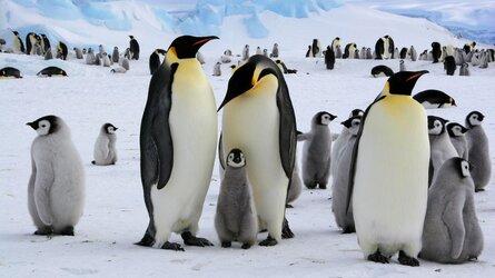 Chim cánh cụt hoàng đế ở Nam Cực có nguy cơ tuyệt chủng do biến đổi khí hậu
