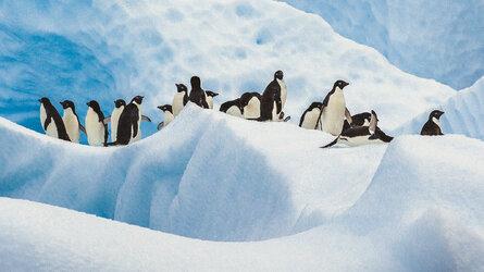 Chim cánh cụt hoàng đế ở Nam Cực có nguy cơ tuyệt chủng do biến đổi khí hậu