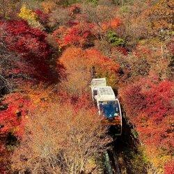 Đường ray băng qua khu rừng lá đỏ ở Seoul