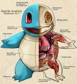 Giải phẫu Pokémon
