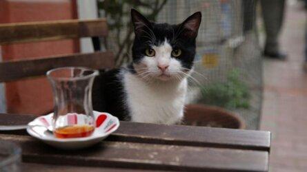 Có một vương quốc của mèo hoang tại Istanbul - Thổ Nhĩ Kỹ