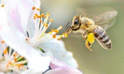 6 sự thật bất ngờ về loài ong