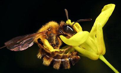 6 sự thật bất ngờ về loài ong