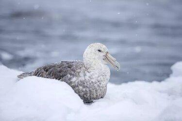 Các loài chim ở nam cực không thể sinh sản vì bão tuyết