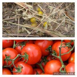 Hình ảnh các loại rau trái cây trước và sau khi thuần hoá